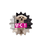 CONALUA♡Yorkiepoo（個別スタンプ：8）