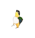 シロハラインコ、ニョオウインコ（個別スタンプ：3）