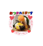 シロハラインコ、ニョオウインコ（個別スタンプ：7）