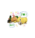 シロハラインコ、ニョオウインコ（個別スタンプ：8）