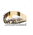 動物面白スタンプanimal funny expression（個別スタンプ：3）