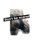 動物面白スタンプanimal funny expression（個別スタンプ：8）