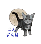 ナチュラル可愛い☆犬・猫の春スタンプ（個別スタンプ：2）