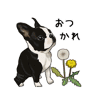 ナチュラル可愛い☆犬・猫の春スタンプ（個別スタンプ：4）