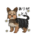 ナチュラル可愛い☆犬・猫の春スタンプ（個別スタンプ：17）