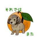 ナチュラル可愛い☆犬・猫の春スタンプ（個別スタンプ：23）
