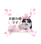春♥猫♥スタンプ♥日常♥敬語等♥ショコラ（個別スタンプ：1）
