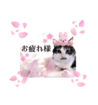 春♥猫♥スタンプ♥日常♥敬語等♥ショコラ（個別スタンプ：2）
