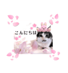 春♥猫♥スタンプ♥日常♥敬語等♥ショコラ（個別スタンプ：3）