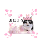 春♥猫♥スタンプ♥日常♥敬語等♥ショコラ（個別スタンプ：5）