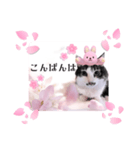 春♥猫♥スタンプ♥日常♥敬語等♥ショコラ（個別スタンプ：6）