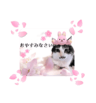 春♥猫♥スタンプ♥日常♥敬語等♥ショコラ（個別スタンプ：8）