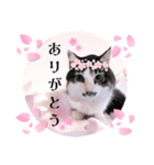 春♥猫♥スタンプ♥日常♥敬語等♥ショコラ（個別スタンプ：9）