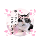 春♥猫♥スタンプ♥日常♥敬語等♥ショコラ（個別スタンプ：10）