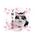 春♥猫♥スタンプ♥日常♥敬語等♥ショコラ（個別スタンプ：11）