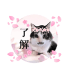 春♥猫♥スタンプ♥日常♥敬語等♥ショコラ（個別スタンプ：12）