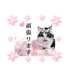 春♥猫♥スタンプ♥日常♥敬語等♥ショコラ（個別スタンプ：13）