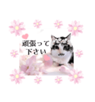 春♥猫♥スタンプ♥日常♥敬語等♥ショコラ（個別スタンプ：14）
