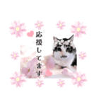 春♥猫♥スタンプ♥日常♥敬語等♥ショコラ（個別スタンプ：15）