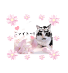 春♥猫♥スタンプ♥日常♥敬語等♥ショコラ（個別スタンプ：16）