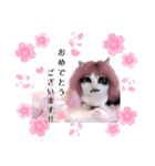 春♥猫♥スタンプ♥日常♥敬語等♥ショコラ（個別スタンプ：18）