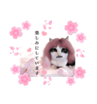 春♥猫♥スタンプ♥日常♥敬語等♥ショコラ（個別スタンプ：19）
