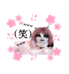 春♥猫♥スタンプ♥日常♥敬語等♥ショコラ（個別スタンプ：21）