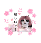 春♥猫♥スタンプ♥日常♥敬語等♥ショコラ（個別スタンプ：22）