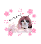 春♥猫♥スタンプ♥日常♥敬語等♥ショコラ（個別スタンプ：23）