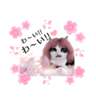 春♥猫♥スタンプ♥日常♥敬語等♥ショコラ（個別スタンプ：24）