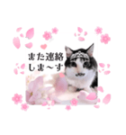 春♥猫♥スタンプ♥日常♥敬語等♥ショコラ（個別スタンプ：25）