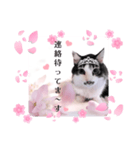 春♥猫♥スタンプ♥日常♥敬語等♥ショコラ（個別スタンプ：26）