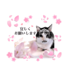 春♥猫♥スタンプ♥日常♥敬語等♥ショコラ（個別スタンプ：27）