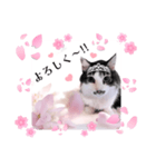 春♥猫♥スタンプ♥日常♥敬語等♥ショコラ（個別スタンプ：28）