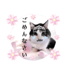 春♥猫♥スタンプ♥日常♥敬語等♥ショコラ（個別スタンプ：30）
