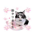 春♥猫♥スタンプ♥日常♥敬語等♥ショコラ（個別スタンプ：31）