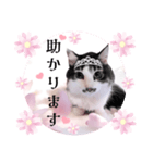 春♥猫♥スタンプ♥日常♥敬語等♥ショコラ（個別スタンプ：32）