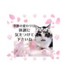 春♥猫♥スタンプ♥日常♥敬語等♥ショコラ（個別スタンプ：33）