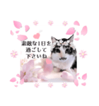 春♥猫♥スタンプ♥日常♥敬語等♥ショコラ（個別スタンプ：34）