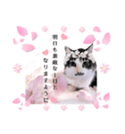 春♥猫♥スタンプ♥日常♥敬語等♥ショコラ（個別スタンプ：35）