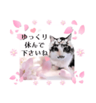 春♥猫♥スタンプ♥日常♥敬語等♥ショコラ（個別スタンプ：36）