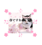 春♥猫♥スタンプ♥日常♥敬語等♥ショコラ（個別スタンプ：37）
