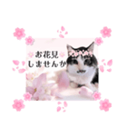 春♥猫♥スタンプ♥日常♥敬語等♥ショコラ（個別スタンプ：38）