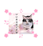 春♥猫♥スタンプ♥日常♥敬語等♥ショコラ（個別スタンプ：39）