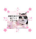 春♥猫♥スタンプ♥日常♥敬語等♥ショコラ（個別スタンプ：40）