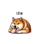 短文で伝える太っちょ柴犬（個別スタンプ：11）