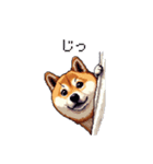 短文で伝える太っちょ柴犬（個別スタンプ：12）