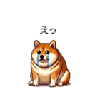 短文で伝える太っちょ柴犬（個別スタンプ：22）