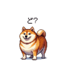 短文で伝える太っちょ柴犬（個別スタンプ：31）
