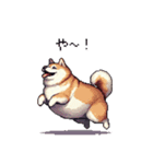 短文で伝える太っちょ柴犬（個別スタンプ：39）
